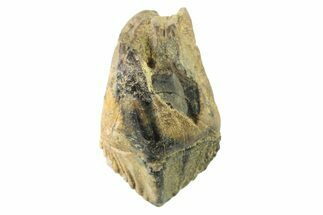 Fossil Dinosaur (Triceratops) Tooth - Montana #339810