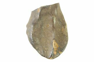 Fossil Dinosaur (Triceratops) Tooth - Montana #339814