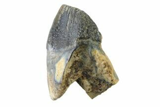 Fossil Dinosaur (Triceratops) Tooth - Montana #339815