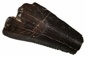 t*d様 FRAGMENTxuniformexperimentNordicCre T-Rex Tooth Fragment - Serrated Edge (#6954) For Sale - FossilEra.com