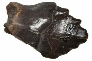 Fossil Nodosaurid (Denversaurus) Tooth - Montana #341026