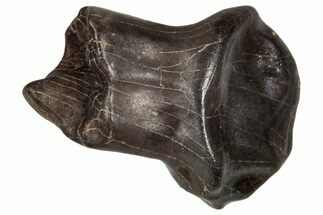 Fossil Nodosaurid (Denversaurus) Tooth - Montana #341038