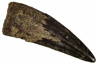 Serrated, Fossil Theropod (Richardoestesia) Tooth - Montana #341044