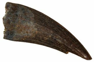 Fossil Raptor (Paronychodon?) Tooth - Montana #341045