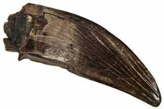Fossil Raptor (Paronychodon?) Tooth - Montana #341047