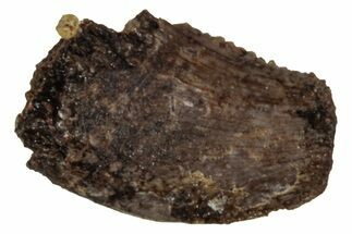 Fossil Theropod (Acheroraptor?) Partial Tooth - Montana #341056