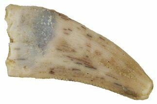 Bargain Dromaeosaurid Theropod (Acheroraptor) Tooth - Montana #341067