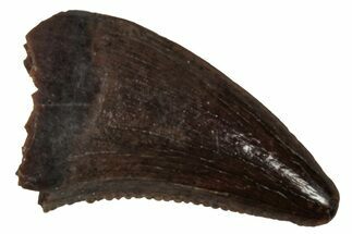 Serrated, Dromaeosaurid Theropod (Acheroraptor?) Tooth - Montana #341075