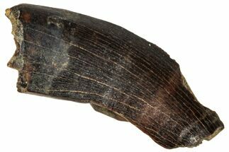 Partial Fossil Tyrannosaur Tooth - Montana #341087