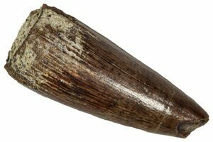 Leidyosuchus Jaw Fragment - Cretaceous Crocodilian (#5722) For