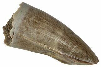 Fossil Tyrannosaur Partial Premax Tooth - Montana #341098