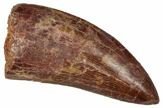 Serrated Carcharodontosaurus Tooth - Real Dinosaur Tooth #341099