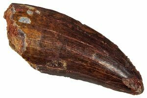 Carcharodontosaurus 実物歯化石 歳三 Carcharodontosaurus 実物歯化石 歳三 カルカロドントサウルス実物歯化石①