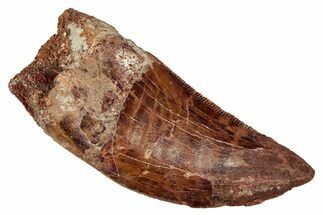 Bargain, Carcharodontosaurus Tooth - Real Dinosaur Tooth #341121