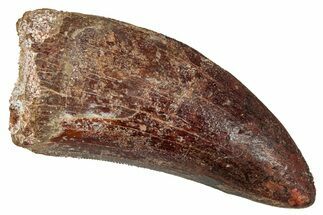 Bargain, Carcharodontosaurus Tooth - Real Dinosaur Tooth #341126
