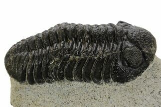 Detailed Morocops Trilobite - Ofaten, Morocco #340915
