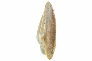 Fossil Hadrosaur (Edmontosaurus) Partial Tooth - Montana #340939