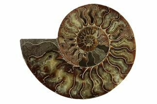Cut & Polished Ammonite Fossil (Half) - Madagascar #341202