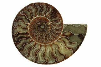 Cut & Polished Ammonite Fossil (Half) - Madagascar #341206
