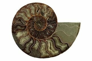 Cut & Polished Ammonite Fossil (Half) - Madagascar #341214