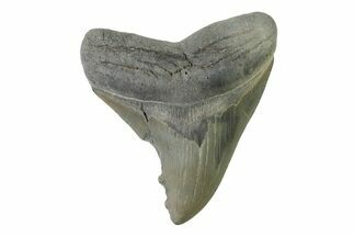 Fossil Megalodon Tooth - Georgia #338668