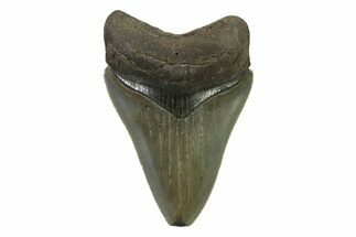 Serrated, Colorful, Fossil Megalodon Tooth - Georgia #338761