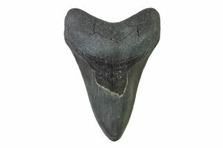 Fossil Megalodon Tooth - Georgia #338768