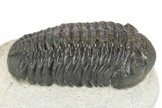 Fat Morocops Trilobite - Ofaten, Morocco #341174