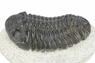 Bumpy Morocops Trilobite - Ofaten, Morocco #341176