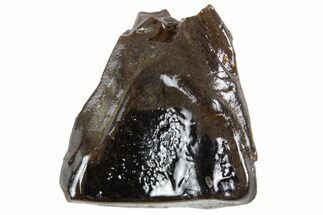 Fossil Dinosaur (Triceratops) Shed Tooth - Montana #341132