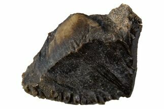Unworn Fossil Dinosaur (Triceratops) Tooth Tip - Montana #341138