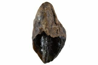 Unworn Juvenile Dinosaur (Triceratops) Tooth w/ Partial Root #341146