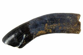 Cretaceous Fossil Mammal Partial Tooth - Montana #341148