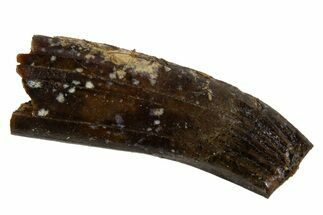 Cretaceous Fossil Mammal Partial Tooth - Montana #341150