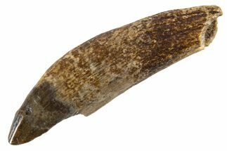 Cretaceous Fossil Mammal Rooted Tooth - Montana #341225