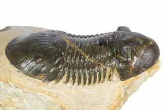 Paralejurus Trilobite Fossil - Atchana, Morocco #341184