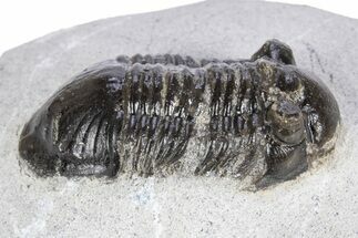 Bargain, Paralejurus Trilobite Fossil - Ofaten, Morocco #341189