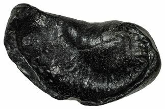 Large Fossil Whale Ear Bone - South Carolina #340254