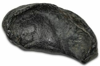 Large Fossil Whale Ear Bone - South Carolina #340260