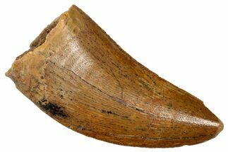 Serrated, Theropod (Deltadromeus?) Tooth - Morocco #341231