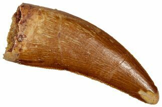 Serrated, Theropod (Deltadromeus?) Tooth - Morocco #341234