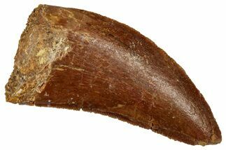 Serrated, Theropod (Deltadromeus?) Tooth - Morocco #341235