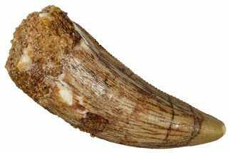 Serrated, Theropod (Deltadromeus?) Pre-Max Tooth - Morocco #341238