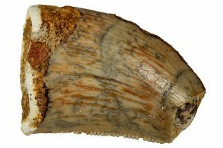 Serrated, Baby Carcharodontosaurus Tooth - Morocco #341250