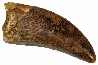 Serrated, Carcharodontosaurus Tooth - Real Dinosaur Tooth #341270