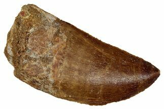Serrated, Carcharodontosaurus Tooth - Real Dinosaur Tooth #341275
