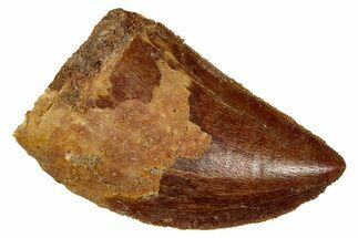 Serrated, Carcharodontosaurus Tooth - Real Dinosaur Tooth #341280