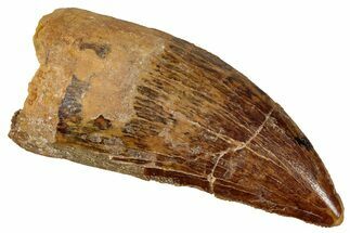 Serrated, Carcharodontosaurus Tooth - Real Dinosaur Tooth #341341