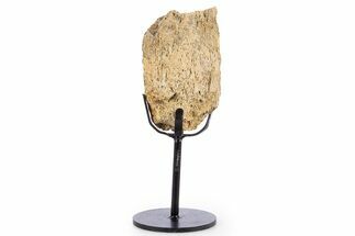Fossil Triceratops Limb Section w/ Metal Stand - South Dakota #340076