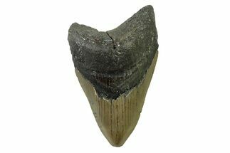Fossil Megalodon Tooth - North Carolina #338481